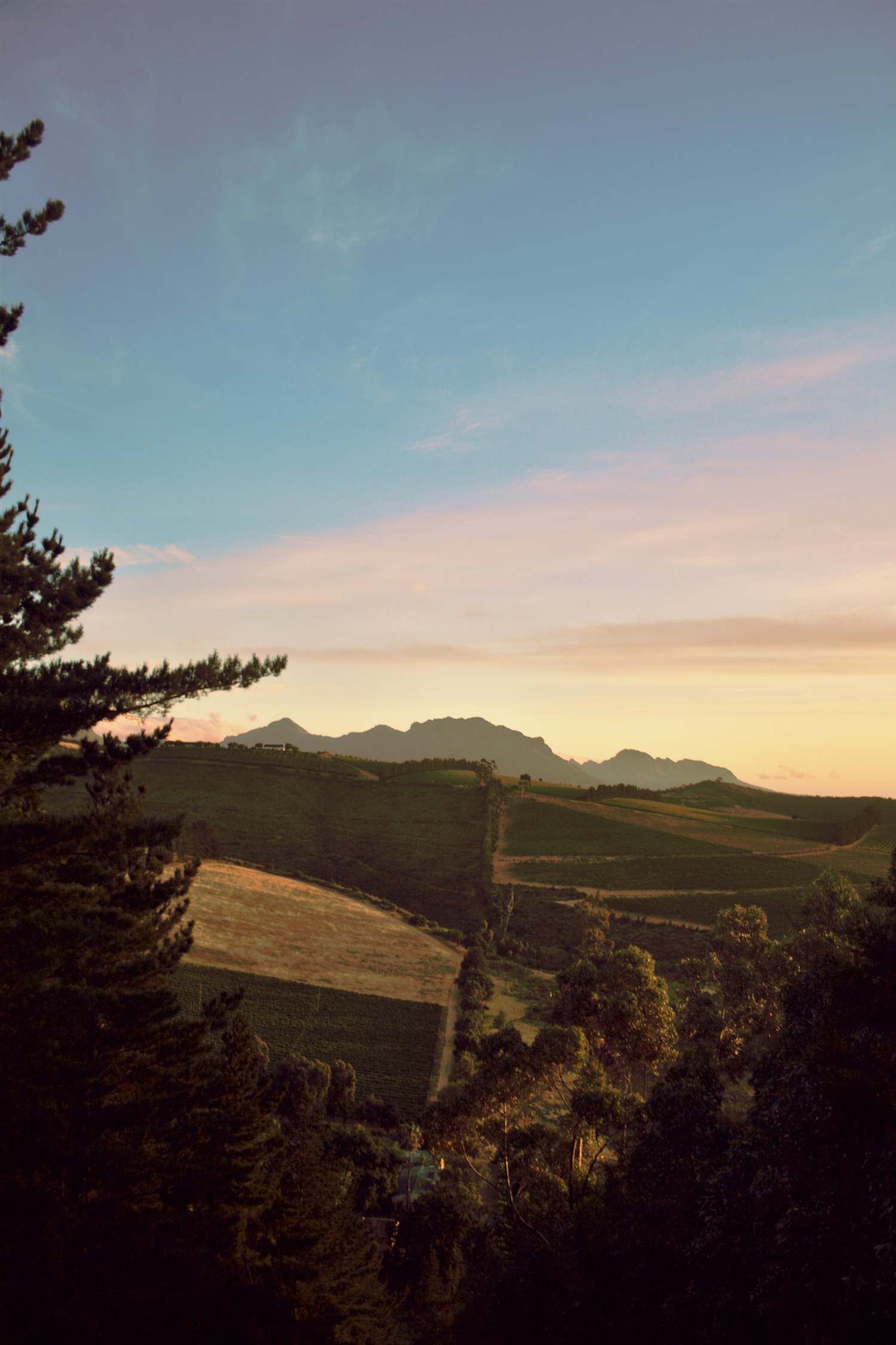 Vineyards and mountains in the Cape Winelands at sunset