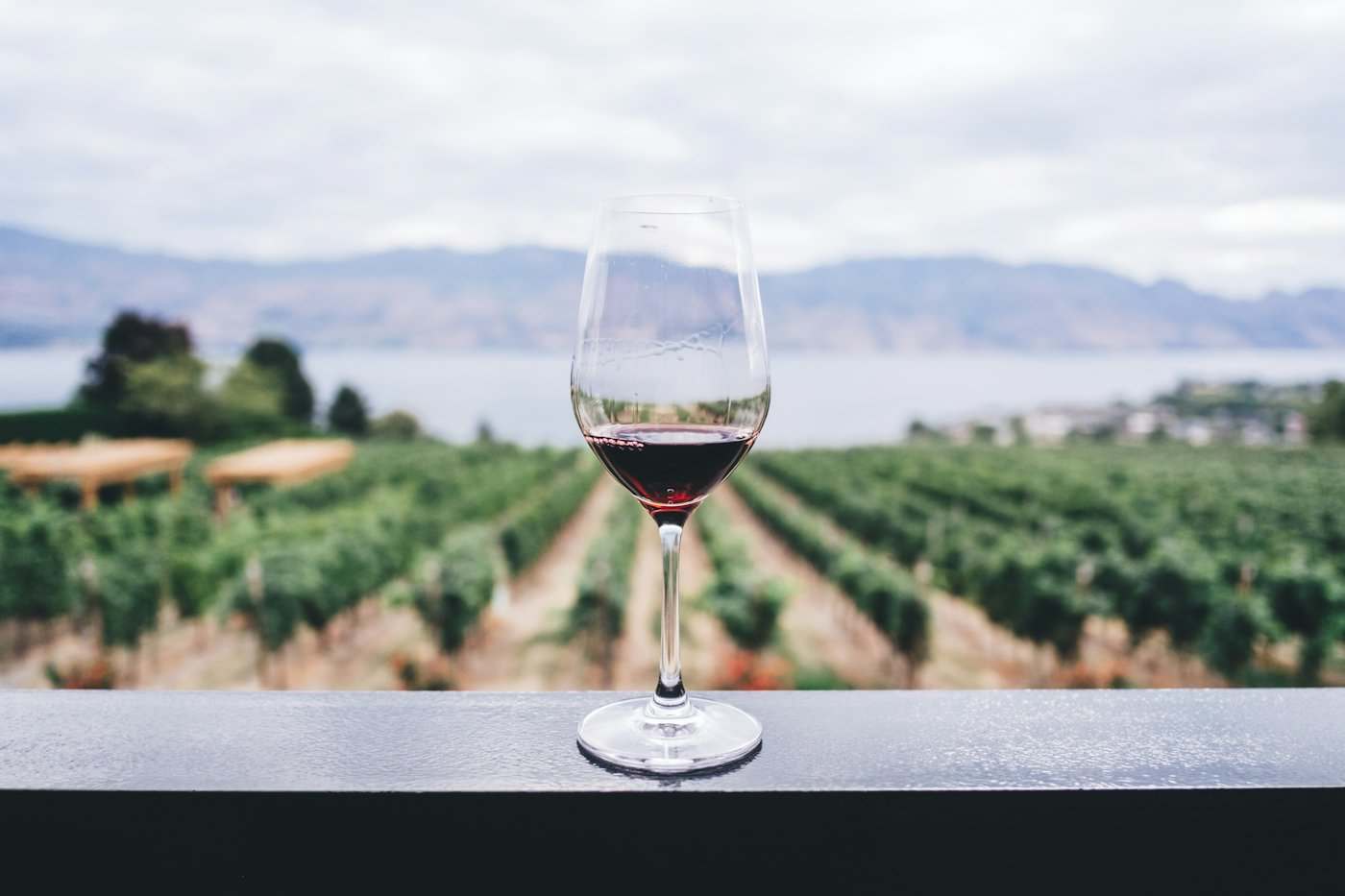 A glass of red wine overlooking a vineyard